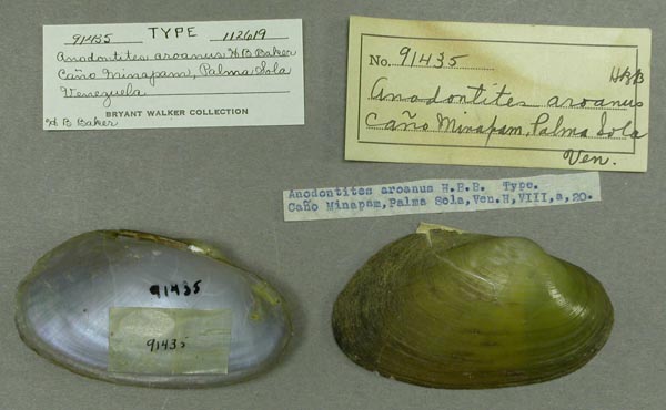 specimen