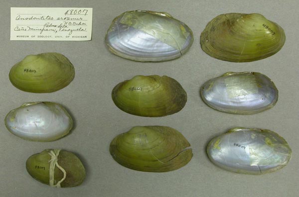 specimen