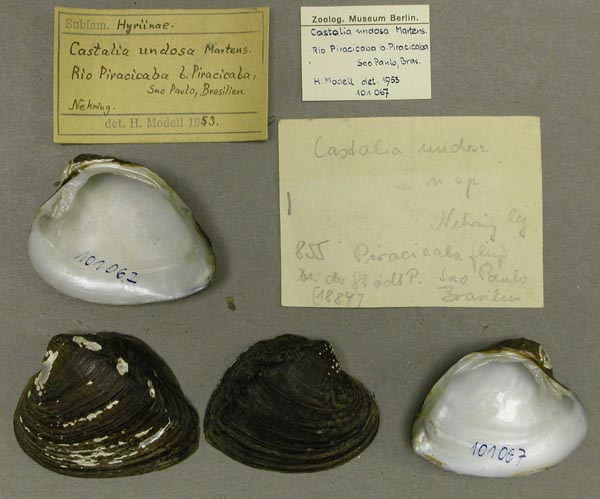 specimen