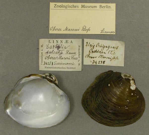 specimen