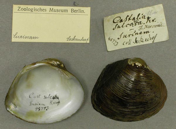 specimen