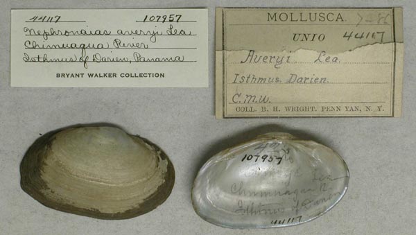 specimen