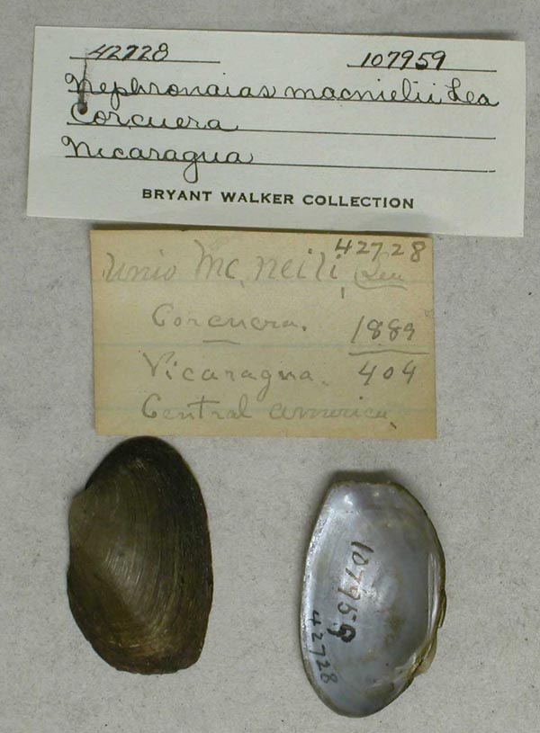 specimen