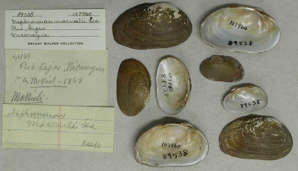 specimen