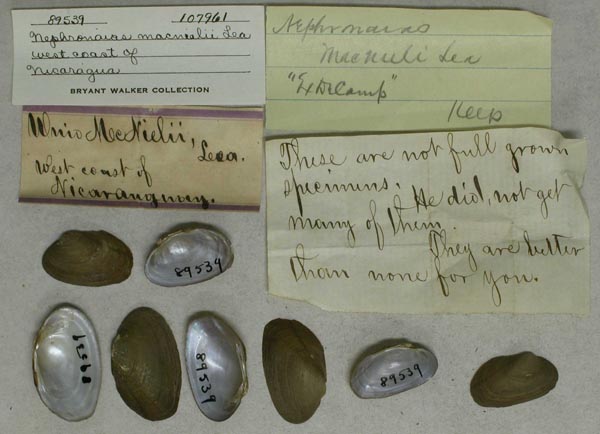 specimen