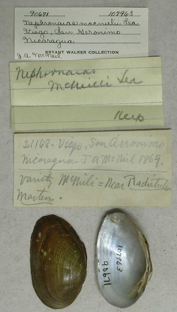 specimen