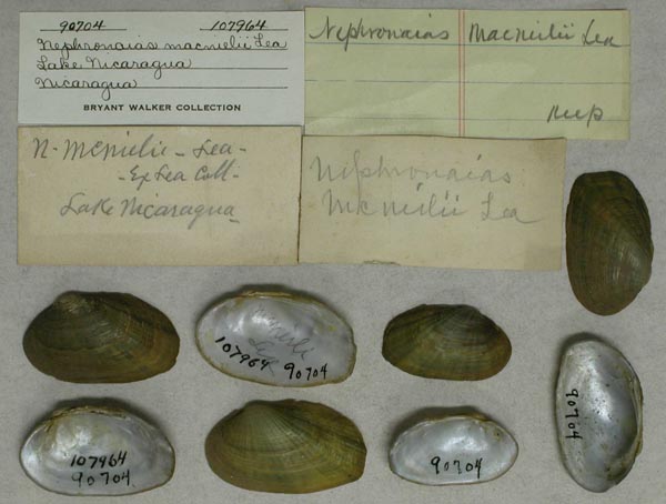 specimen
