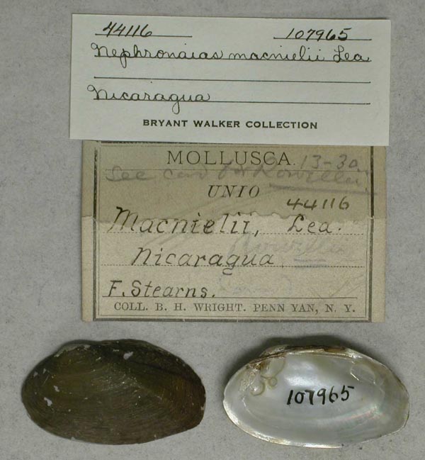 specimen