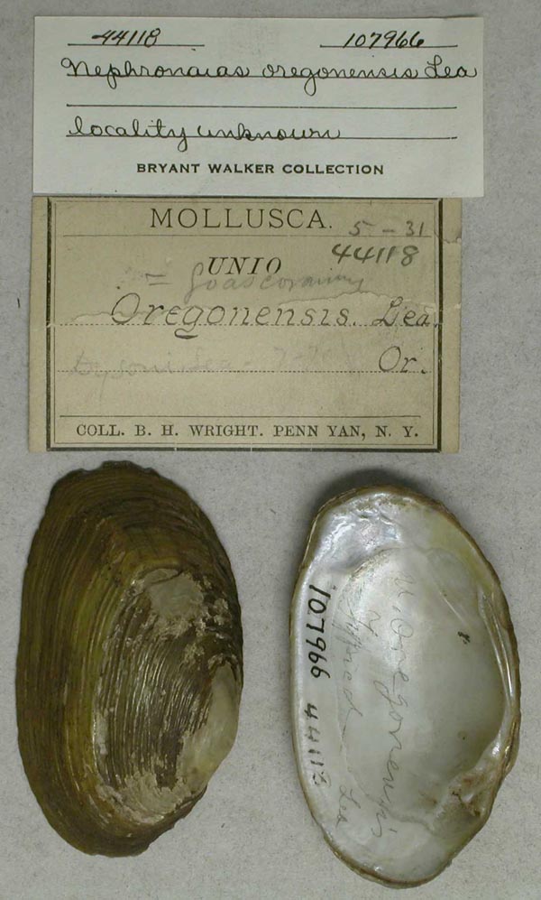 specimen