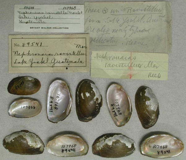 specimen