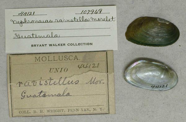specimen
