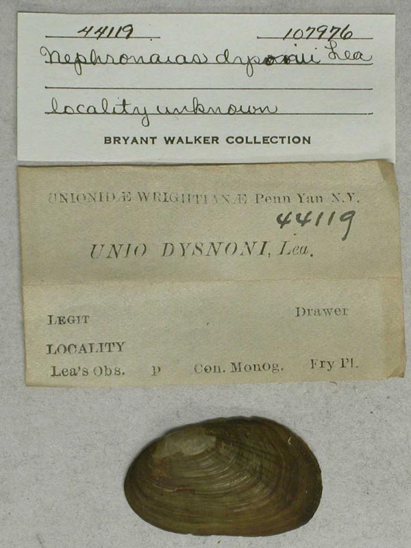 specimen