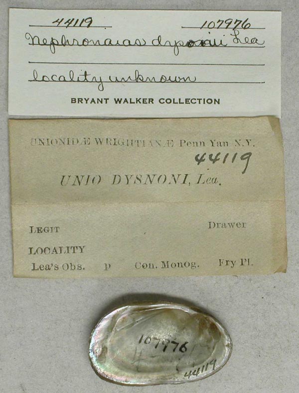 specimen