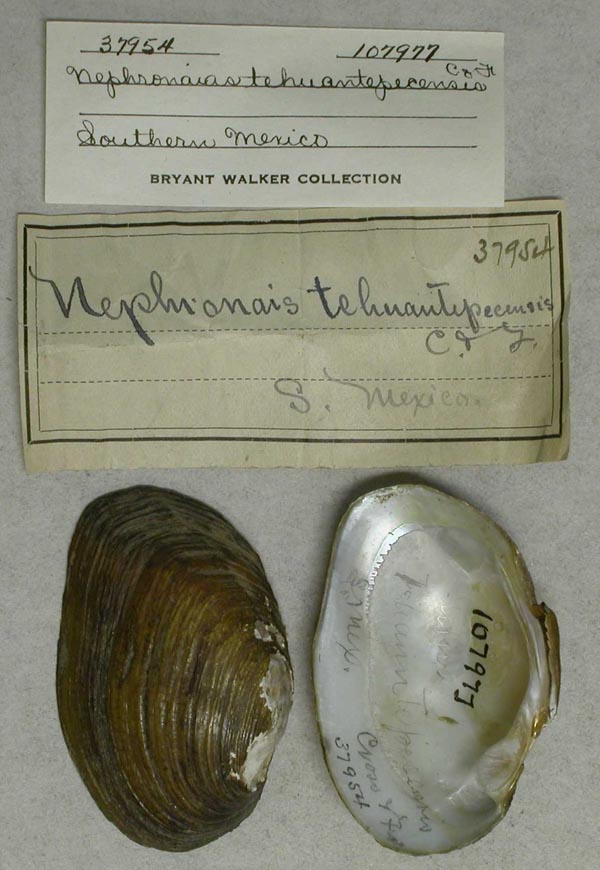 specimen