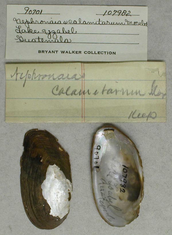 specimen