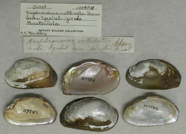 specimen