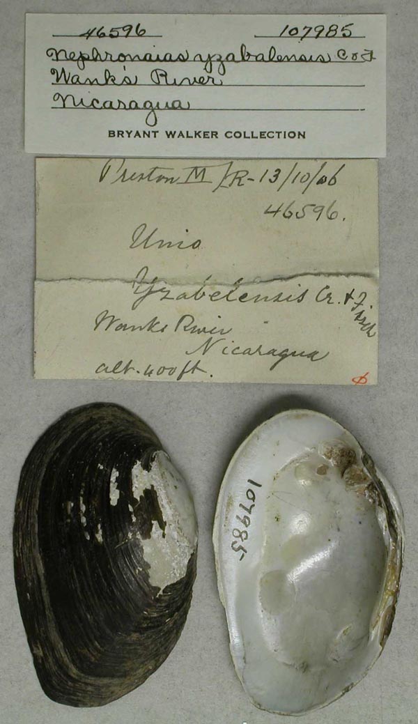 specimen