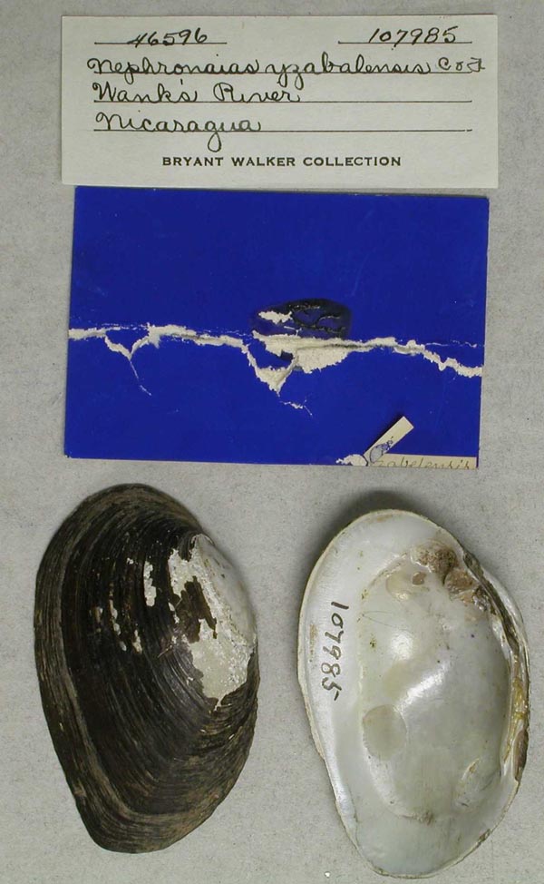 specimen