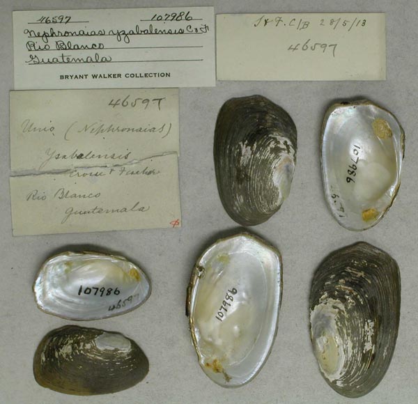 specimen