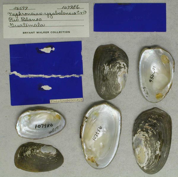 specimen