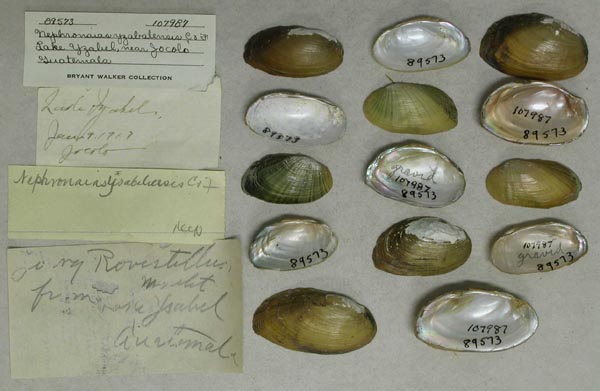 specimen