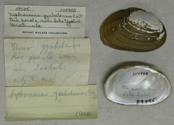 specimen