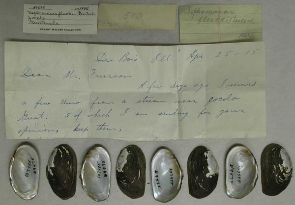 specimen