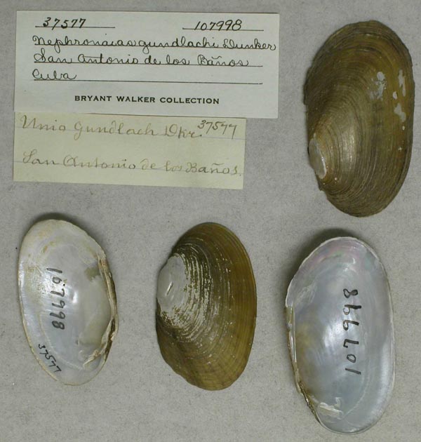 specimen