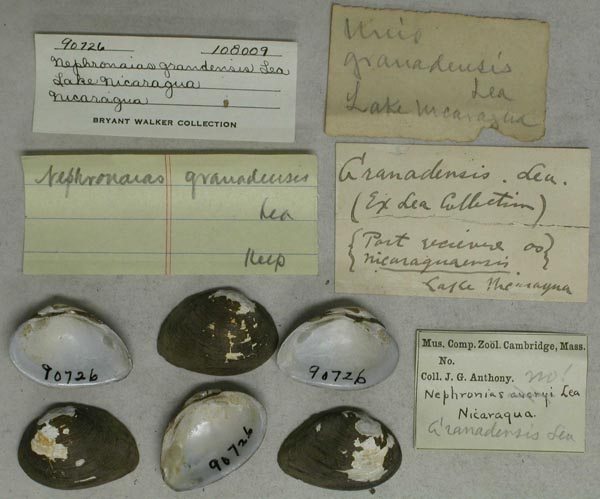 specimen
