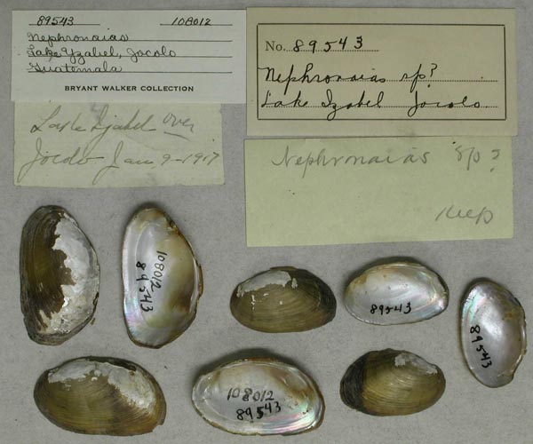 specimen