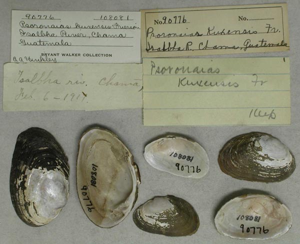 specimen