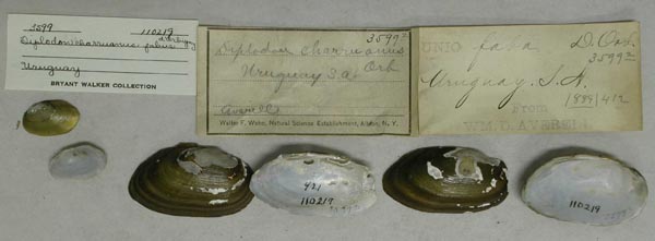 specimen