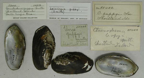 specimen