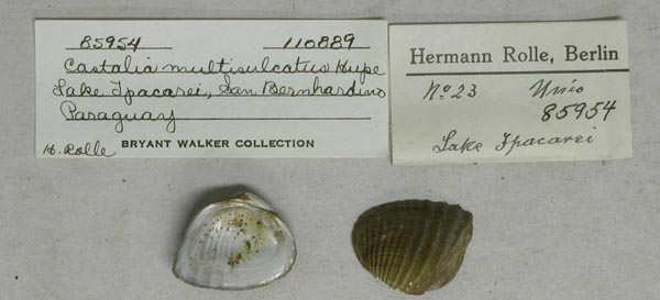 specimen