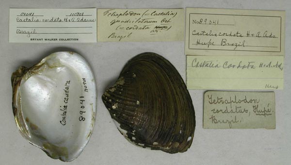 specimen