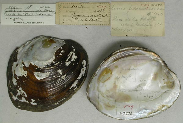 specimen