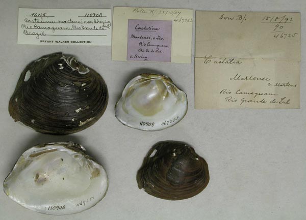 specimen