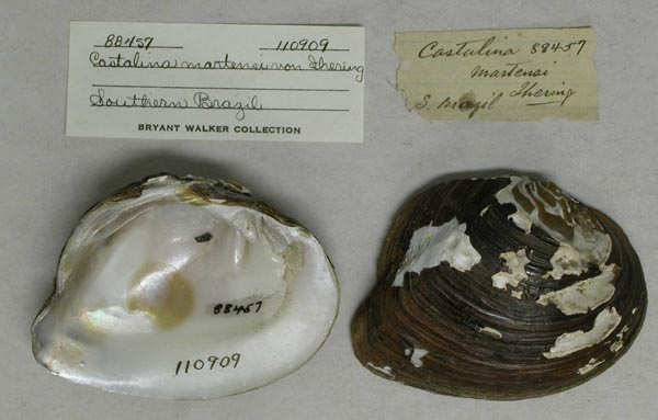 specimen