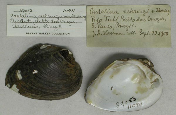 specimen