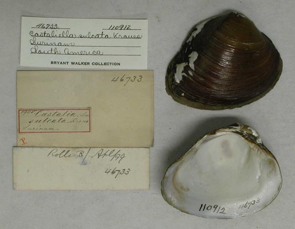 specimen