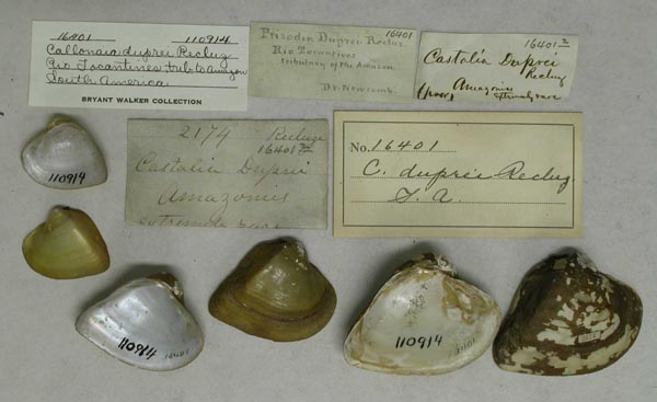 specimen