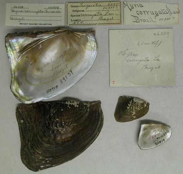 specimen
