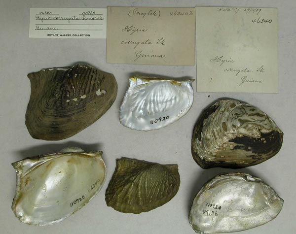 specimen
