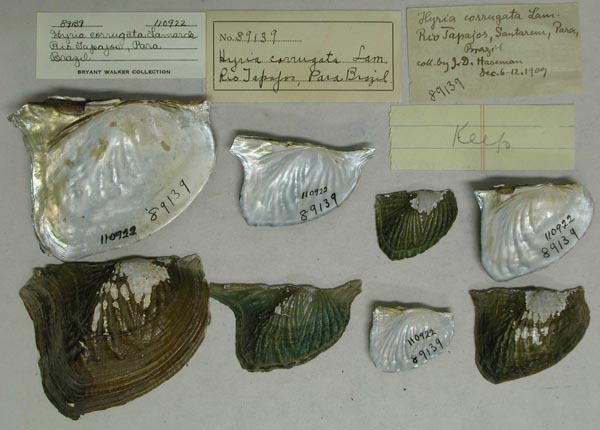 specimen