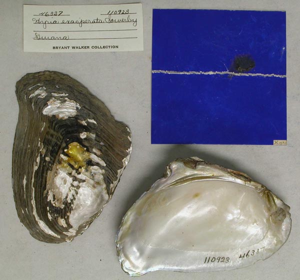specimen