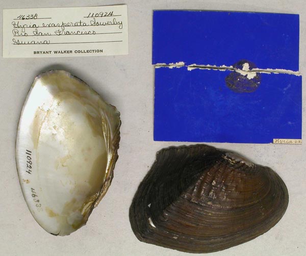 specimen
