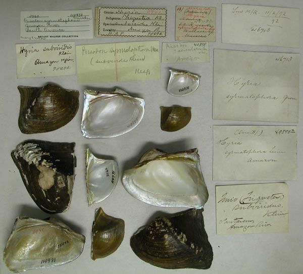 specimen