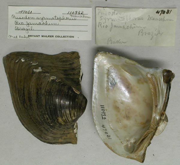 specimen