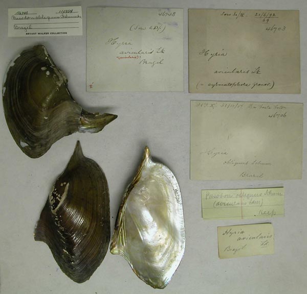 specimen