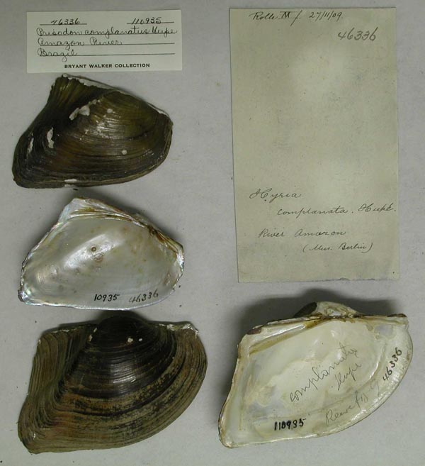 specimen